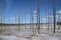 Yellowstone Thermal Fields