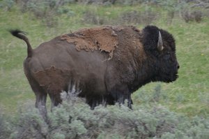 Yellowstone Bison On The Run