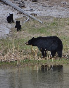 Yellowstone Black Bear &amp; Cubs