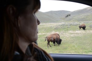 Bison Drive-By