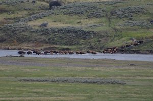 Bison Crossing The River