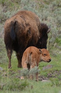 Yellowstone Bison Calf
