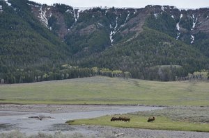Yellowstone Bison In The Valley
