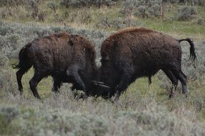 Yellowstone Bison Fighting