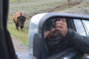 Annoying A Bison With Too Many Pics