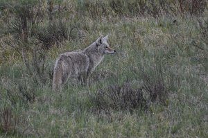 Yellowstone Coyote 