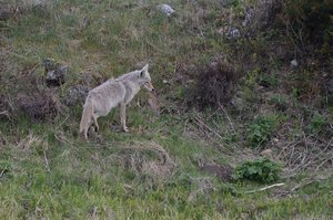 Yellowstone Coyote