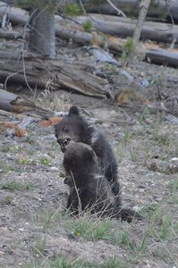 Grizzly Bear Cubs Play Fighting