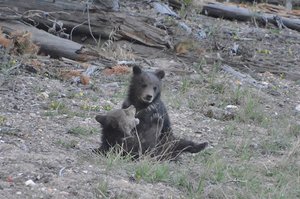 Grizzly Bear Cubs Play Fighting