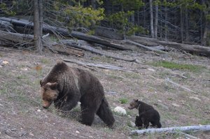 Yellowstone Grizzly Bears