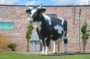 Biggest Cow 