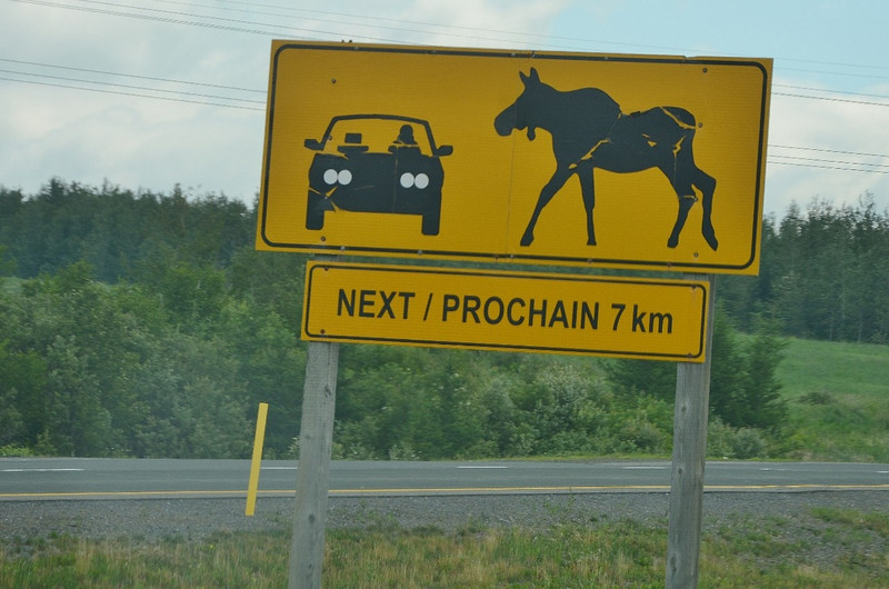 Moose Warning Signs Everywhere