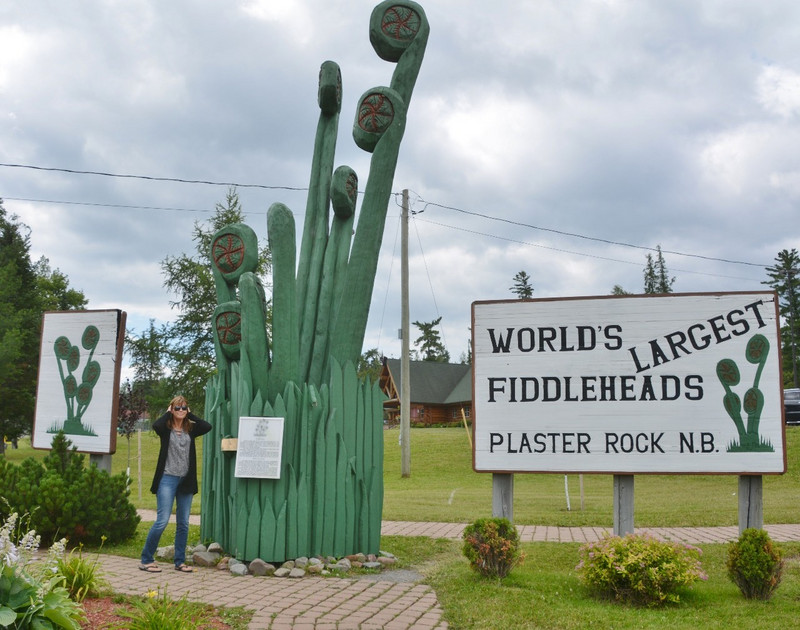 Worlds Largest Fiddleheads
