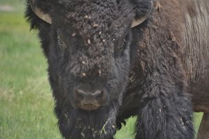 Badlands Bison/Buffalo