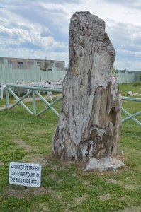 Largest Petrified Tree Found