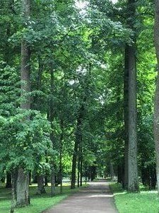 Miles of tree lined avenues