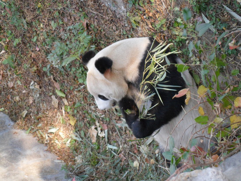 Panda piled and lined the Bamboo leaves