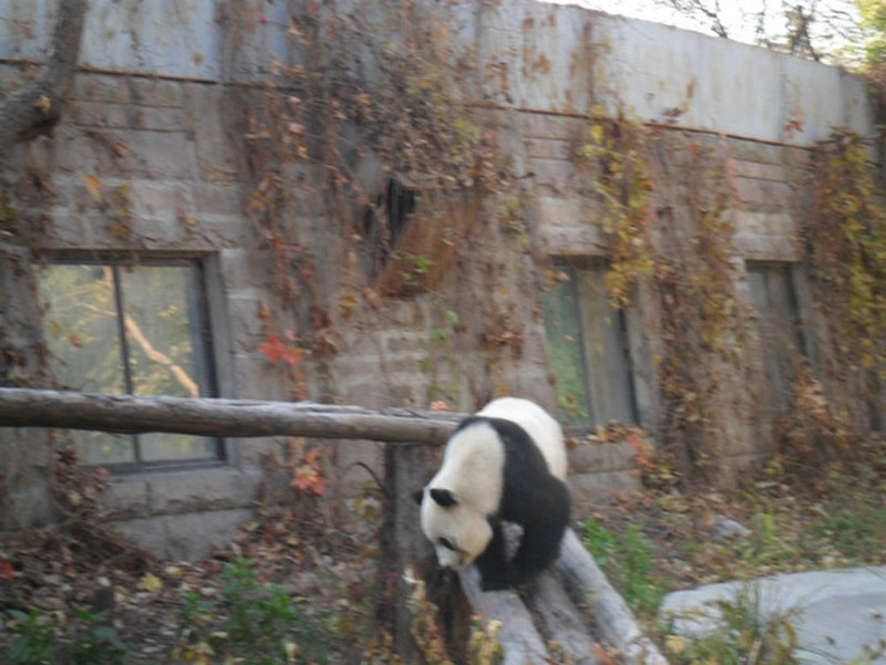 Panda Playing