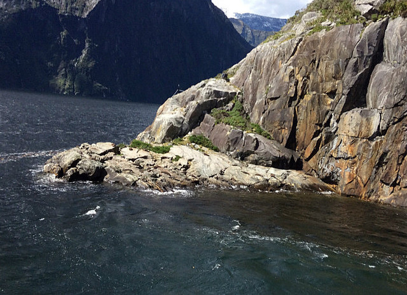 Seals at Milford Sounds