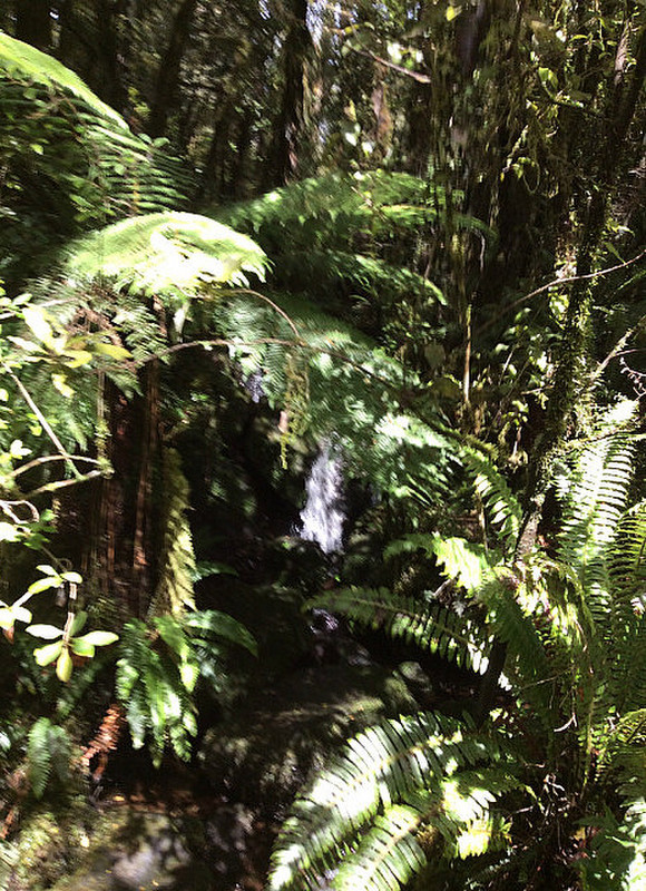 Waterfalls in Rainforest