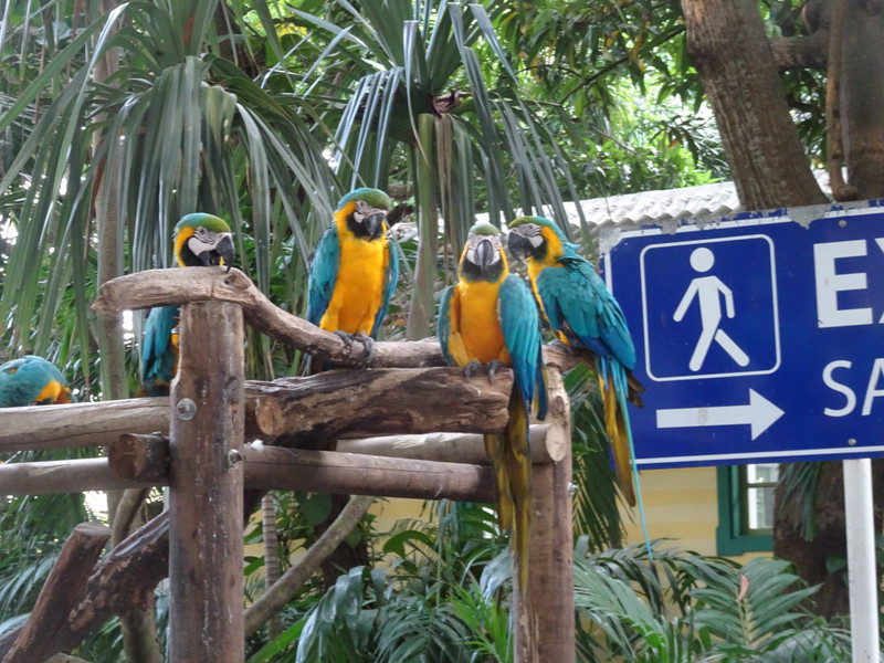 Brightly coloured macaws