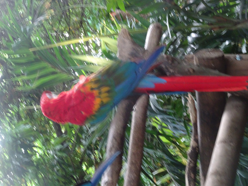 A red breasted macaw