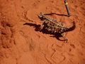 Another photo of the thorny devil