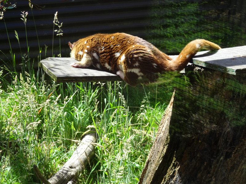 Very content quoll