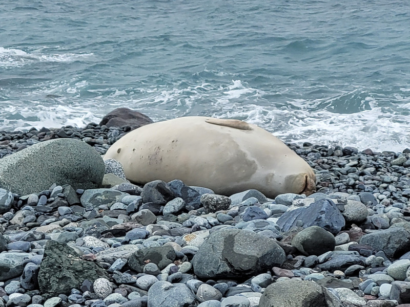 Sleepy elephant seal