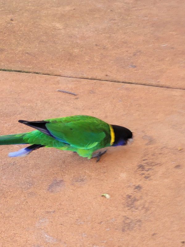 Beautiful parrot at Whiteman Park 