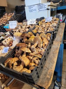 Huge mushrooms 