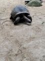 Very friendly tortoise
