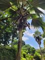 Cocoa de Mer  tree