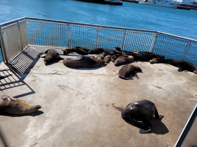 Colony of seals