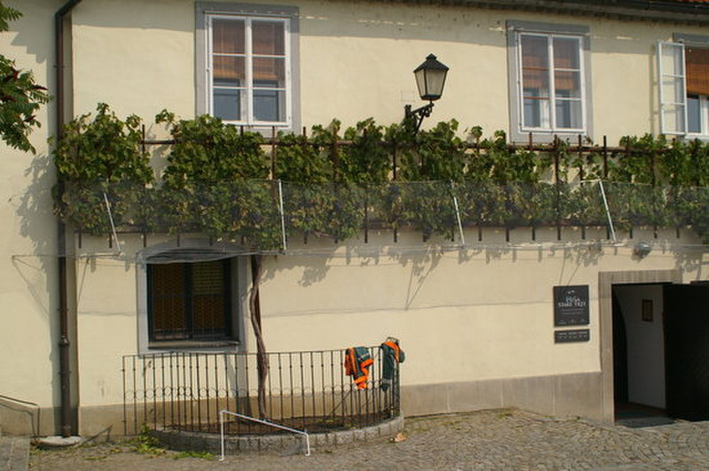 400 year old grape vine