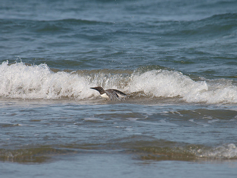 Bird surfing at Cannon Beach