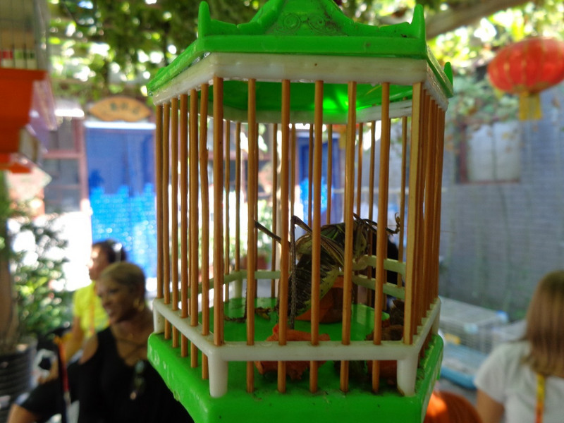 cricket in cage