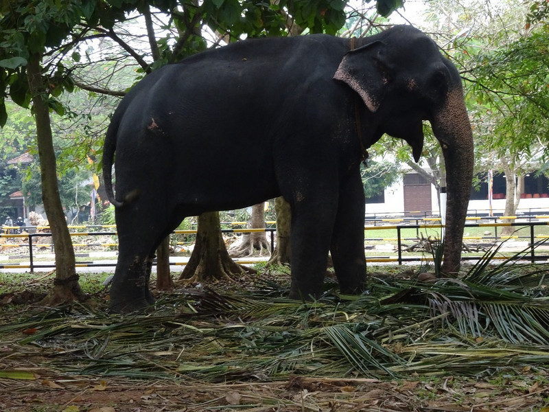 One of the elephants at Kelanyi