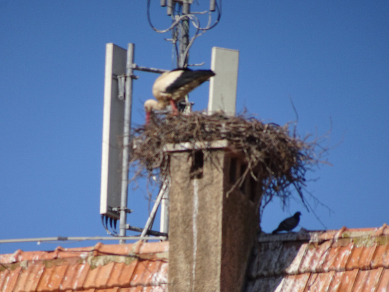Nesting stork
