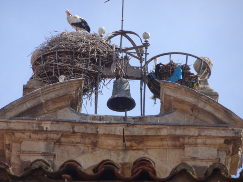 Bell tower and storks