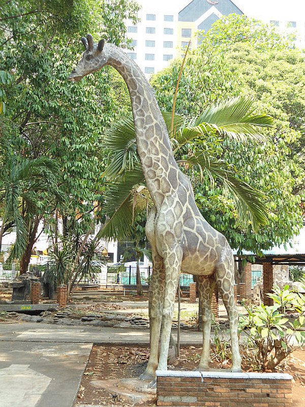 My friend, the giraffe.