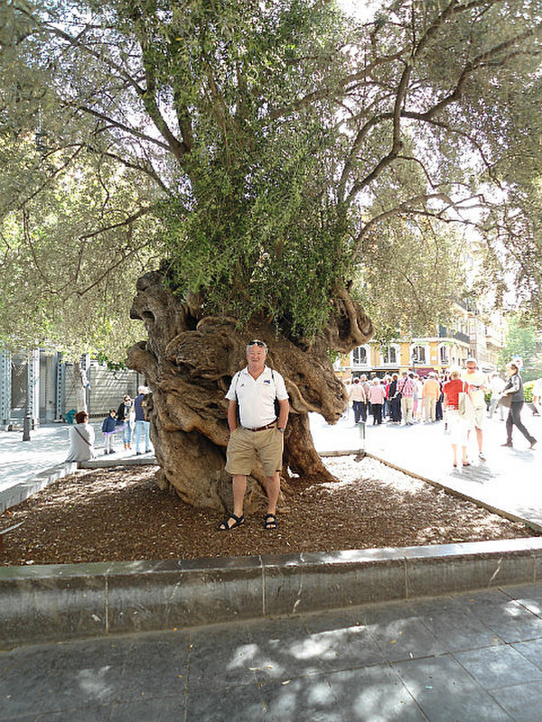 Fletcher and the olive tree