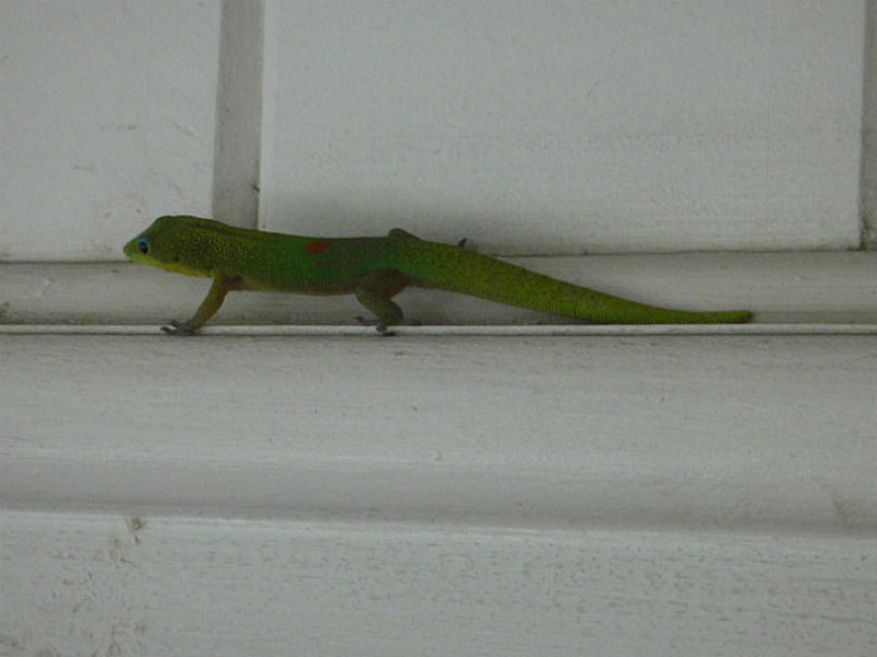 Mr Gecko