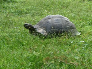 Galapagos tortoise in the wild