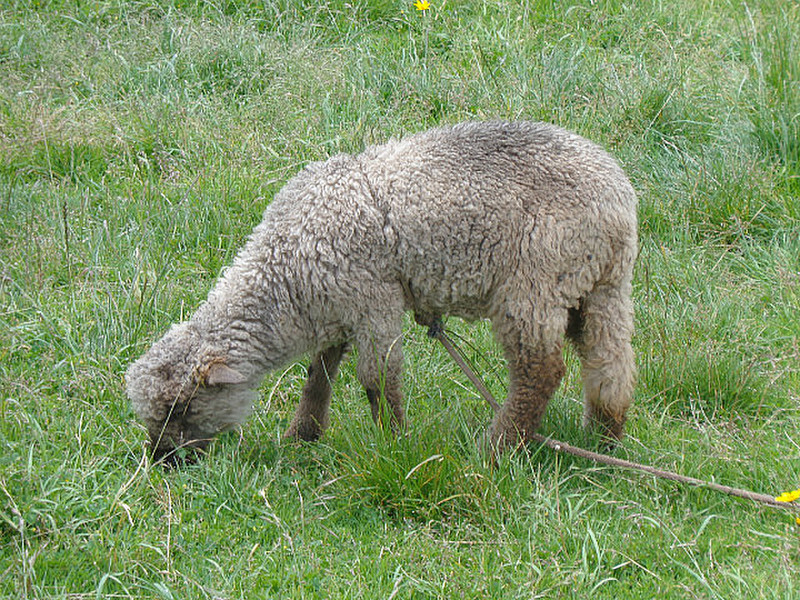 A young Alpaca grazing 