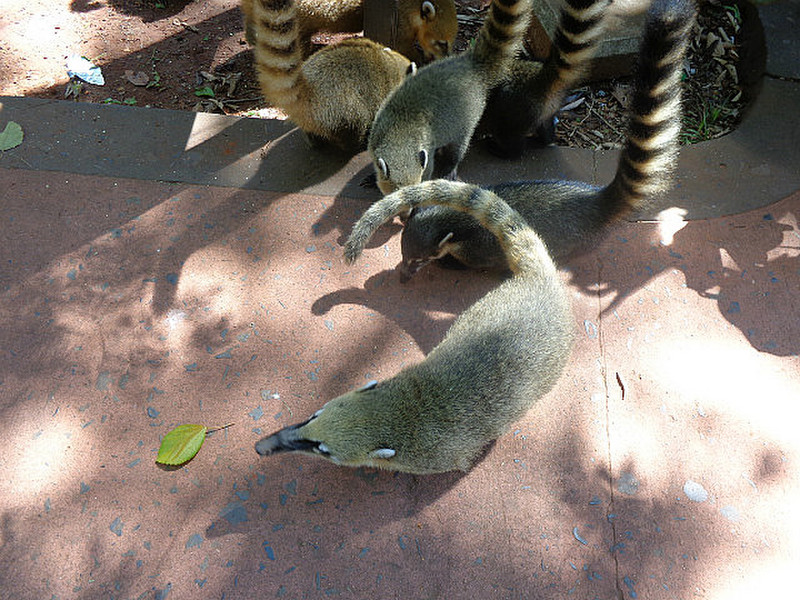 Coatis in the park