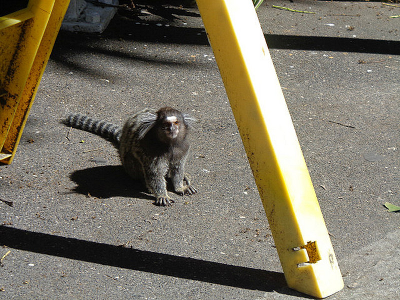 One of the marmosets