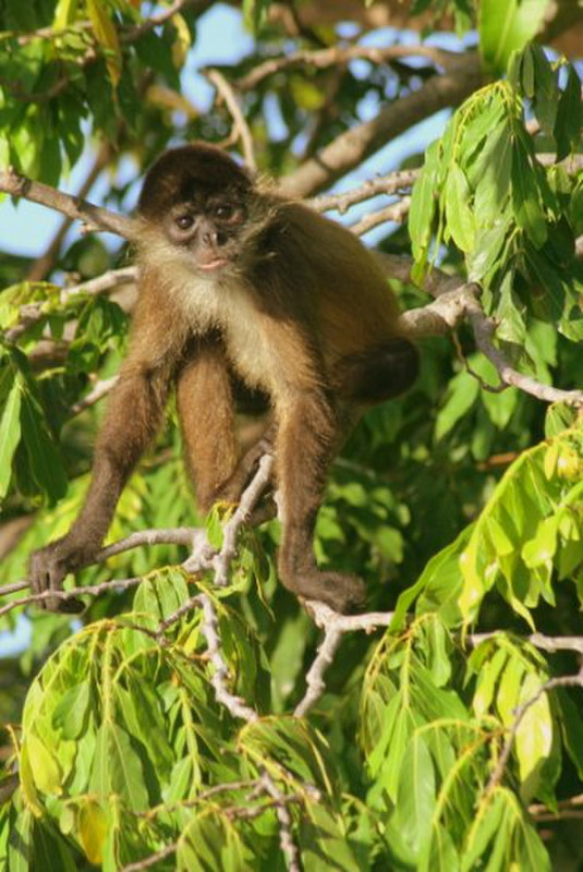 Monkey on Las Isletas, Granada