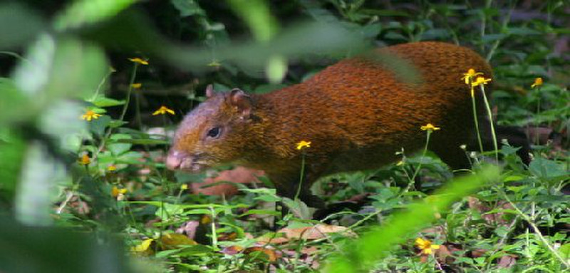 Can&#39;t get enough of those rodents, Selva Negra