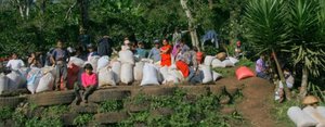 Coffee Pickers at Selva Negra